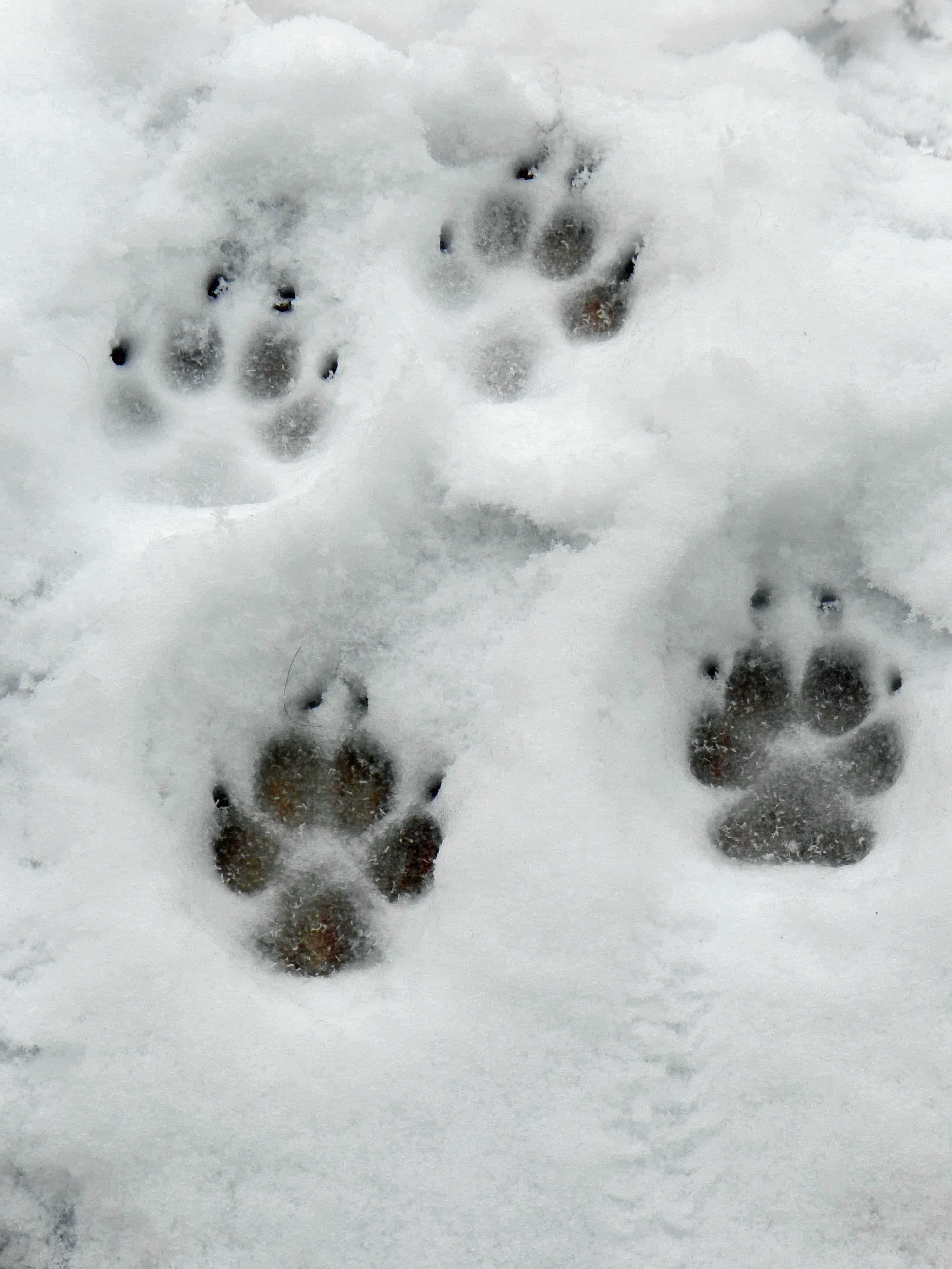 Four paw prints in the snow.